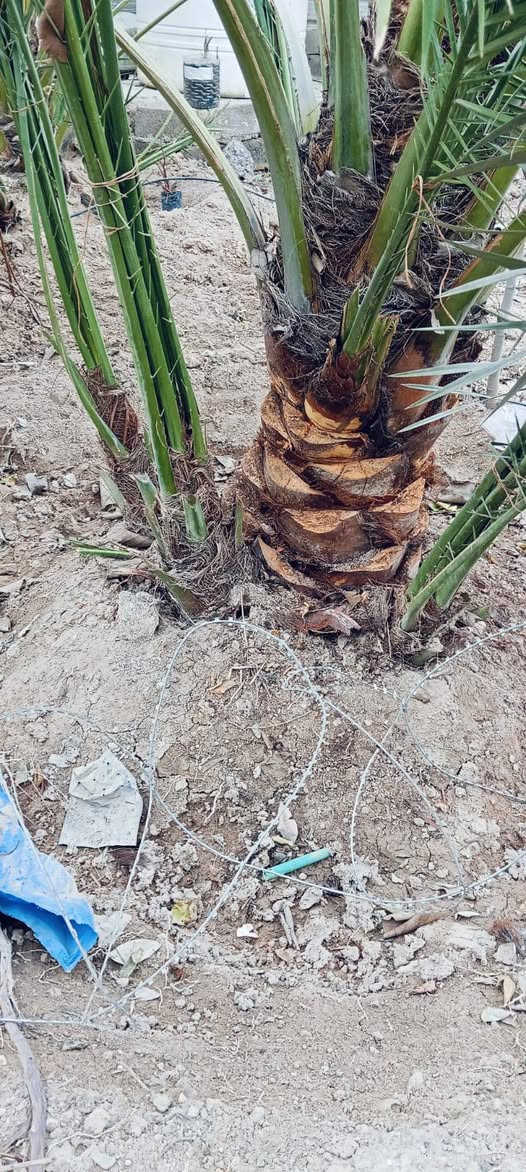 سلام عليكم يتوفر افراخ برحي حر تجي تختار بكيفك قلع بحضور لمشتري مكان ابو لخصيب  *********** ,,,***********
