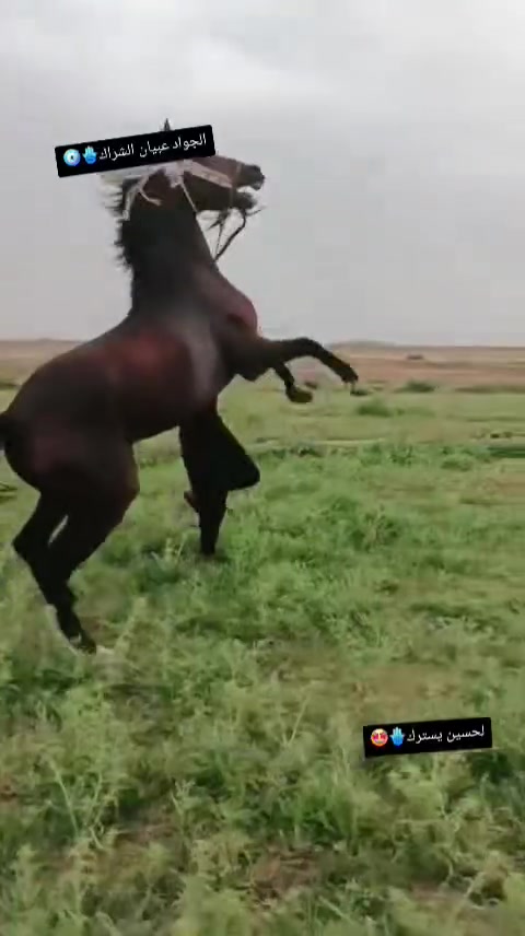 ياالله
السلام عليكم حصان عربي معروف ابوه وام بدون كتاب حصان سالم من كل عيب عمره ٣ونص الارتفاع ١٥٦ مكان واسط ناحيه جصان السعر خاص رقم الهاتف***********

