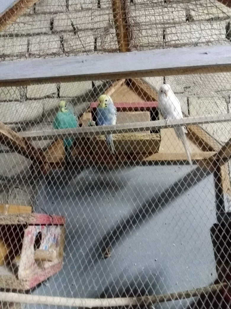 السلام عليكم طيور حب مع القفص ٣٠ مكاني زعفرانيه


**إذا كنت صاحب هذا الإعلان وتريد حذفه لأي سبب، رجاءا أرسل رسالة إلى الدعم الفني**