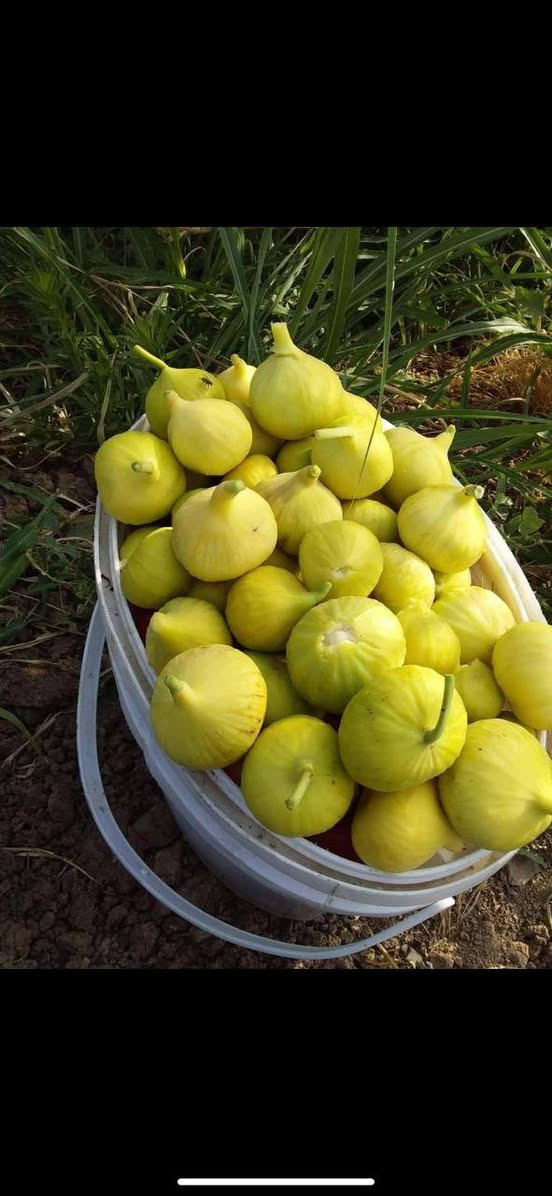 اخوان يوجد شتل تين للصنف الاتي يوجد حجمين
تين عقرة الشهير
تين اسباني اصفر 
تين اسباني اسود بلاك ميشينيان
تين التركي براون
تين عبيدان السعودي
تين دينا او يسمى ديانا الكبير
تين كادوتا 
تين سوري جاسم اصفر
تين قبرصي 
تين سلطاني
تين شاكري
تين غداني مغربي
تين السيده الاصفر العنق
تين السيده الاسود العنق
سارع بالحجز ولضمان الانتاج والنوع
يوجد جمله ومفرد  
#يتوفر-توصيل-لكل-العراق
للحجز مراسلة الصفحة على الخاص 
شتل  حجم متر سعر مفرد 4500
شتل حجم 50 سم سعر مفرد 3000
طبعا يوجد خصم لاصحاب الجمله


**إذا كنت صاحب هذا الإعلان وتريد حذفه لأي سبب، رجاءا أرسل رسالة إلى الدعم الفني**