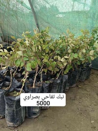 مشتل الروان • الشطره • ذي قار