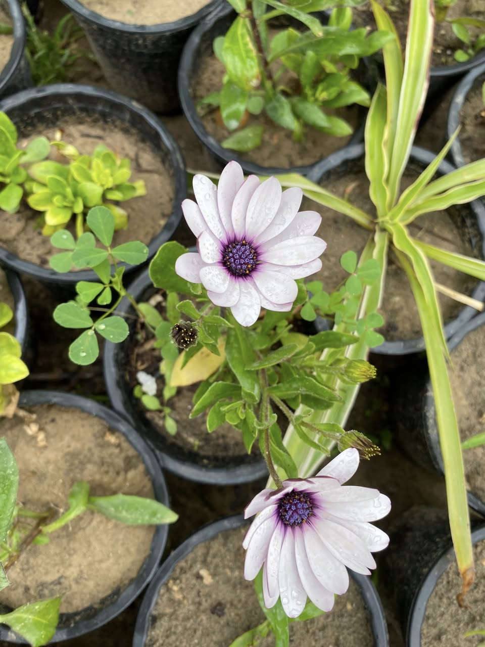 #عرض الخمسه الاف 
استرا كزانيا ثلجي قرنفل اقحوان 
تنباع شتله الوحده بالف دينار 
اليوم اسويلكم تشكله ١٢ شتله بخمسه الاف فقط 
يعني اقل من ٥٠٠ 
#العرض_اليوم_فقط 
باجر يرجع السعر الاصلي بدون عرض وبدون احراج


**إذا كنت صاحب هذا الإعلان وتريد حذفه لأي سبب، رجاءا أرسل رسالة إلى الدعم الفني**