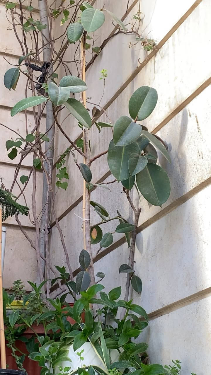 نباتات متوفر للبيع السعر حسب النبات مكاني اربيل


**إذا كنت صاحب هذا الإعلان وتريد حذفه لأي سبب، رجاءا أرسل رسالة إلى الدعم الفني**