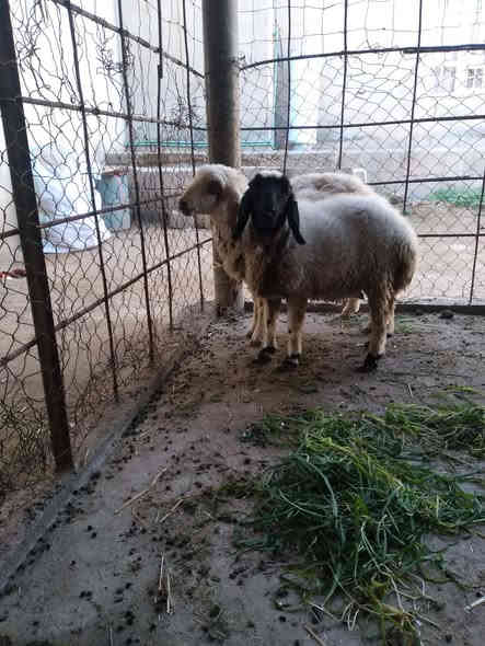 جوز دجات مربوطات على خبز سمان وناصحات شرط النصاحه السعر ٤٥٠ ألاتصال على الارقام ***********  أو ***********  ألمكان سديره الفياض
