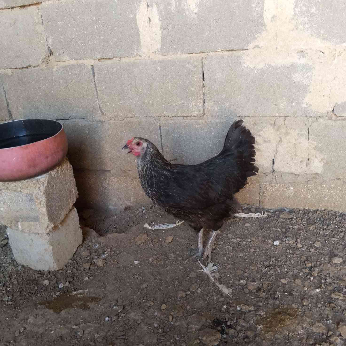للبيع ديج +3 دجاجات  السعر 60.000 ألف للإستفسار الاتصال على الرقم ***********
