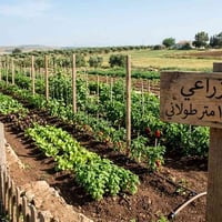 قطعه ١٠٠ متر طولاني بدوانم لازم ع شارع قريب على الاساله 07863733050