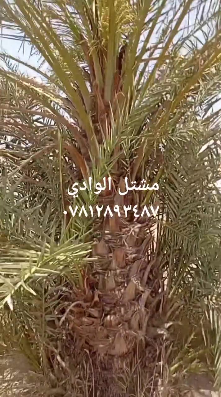 الوادي لتشجير 
***********
