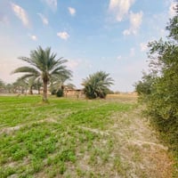 متوفر دونم طابو زراعي سند 25 طابو الكاظميه فتح بيان ثاني يوم سعره 85 م...