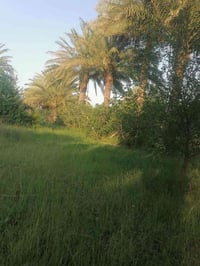 نص دونم • واجهة ١٥م • طابو باسم واحد