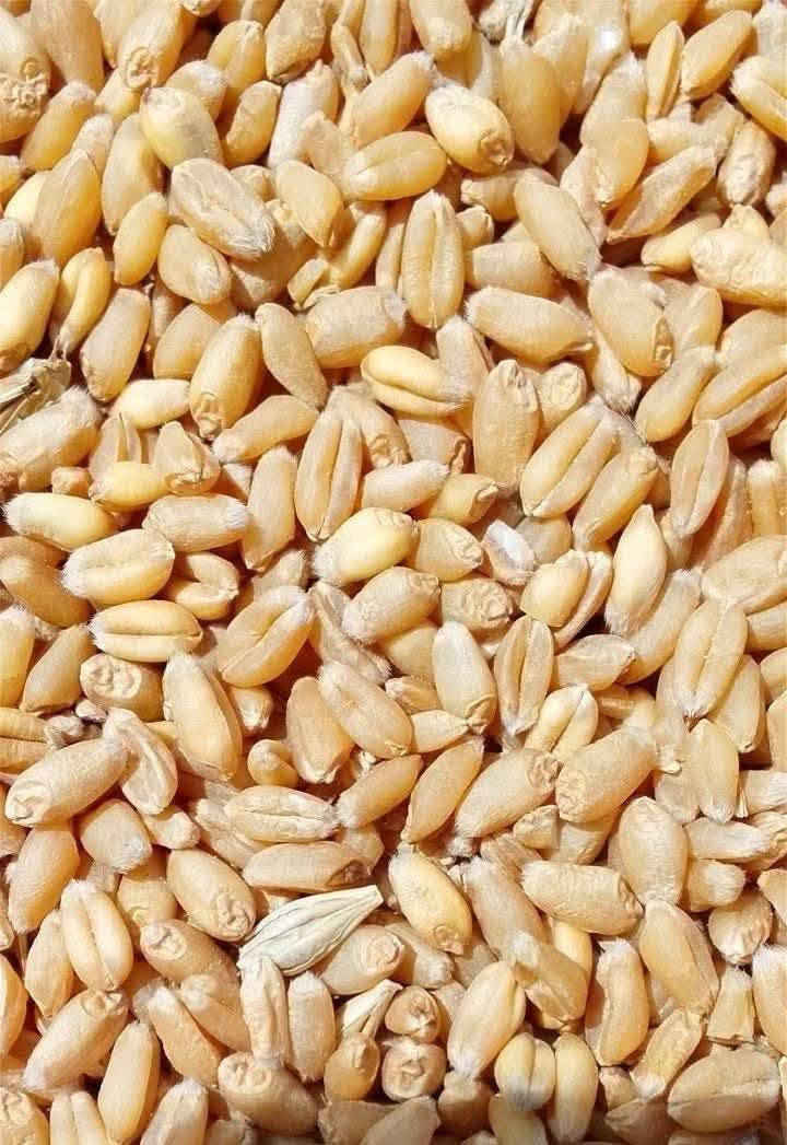 السلام عليكم حنطه +كتاب ٣٠ طن ومحمل ٣١طن ونص دخولهن اليوم يوم ٢٣ ابيعهن نقدآ محملهن مصفيهن واصلاتك للسايلو
***********
السلام عليكم حنطه +كتاب ٣٠ طن ومحمل ٣١طن ونص دخولهن اليوم يوم ٢٣ ابيعهن نقدآ محملهن مصفيهن واصلاتك للسايلو@@
