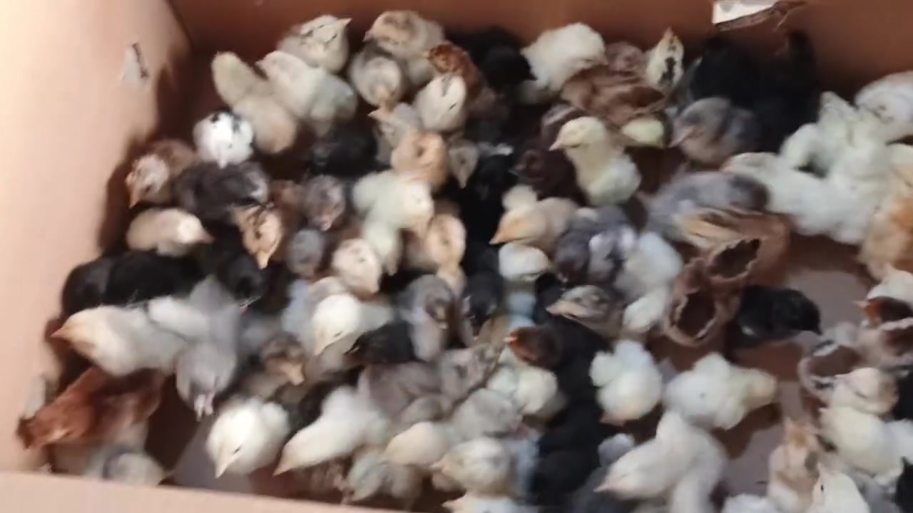 100 بۆ 110 چوچکەی کوردی ڕەسەن بەشەرت  ڕنگی تایبەتیان تیایە
جوتی 2.500 قفڵ  
***********
کەلار ڕزگاری
