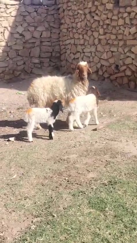اخوان نعجه سن وشطر ونصاح وراها توم طليان شرط النصاح وشرط كامل مواصفات الجنيه خشان وعدال وحلاه فول السعر 750 العنوان الانبار حديثه حقلانيه الاستفسار *********** يوجد توصيل حسب الاتفاق
