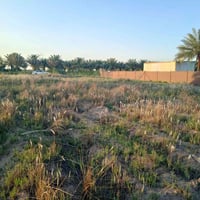 خلف جامعة بابل • ١٢٥٠م • طابو زراعي
