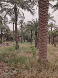 🌿 بستان للبيع على طابو الكاظمية 🌿 📏 المساحة: 2 دونم 🔒 البستان مسيّج PR...