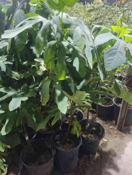 زبائننا الكرام توفرت مجموعه من اشجار التين المنوعه ❤️
تين ايطالي متر تقريبا 
كاتوتا الأمريكي متر تقريبا 
تين بيتنجاني متر تقريبا
تين جاسم متر تقريبا 
تين اسباني أصفر جامبو
تين اسباني اسود جامبو
تين براون تركي أصفر 
تين فرنسي اسود ناعم 

تتوفر خدمة توصيل لجميع محافظات العراق🚘
واتساب الحجز ***********
