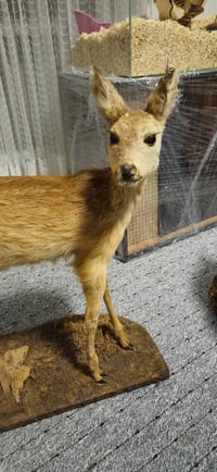 غزال محنط • الماني • عيون غير محنطة