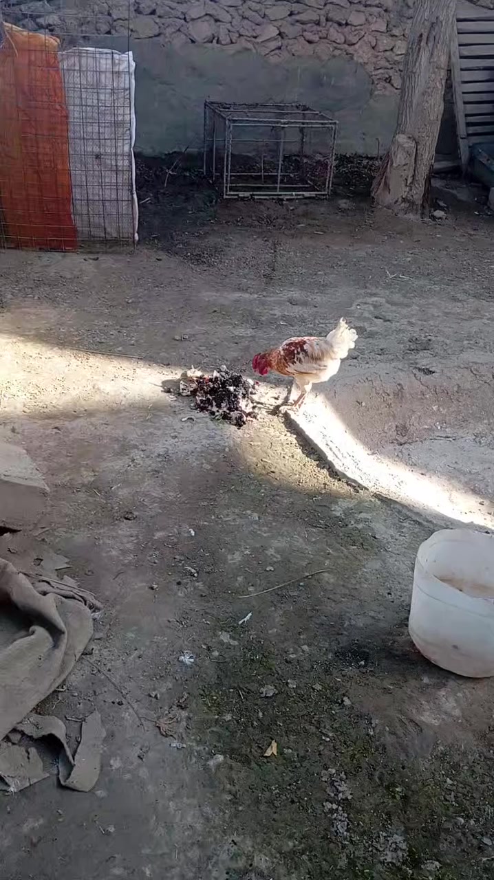 متاح ديج عرب سعر ب12 المكان حديثه بني داهر


**إذا كنت صاحب هذا الإعلان وتريد حذفه لأي سبب، رجاءا أرسل رسالة إلى الدعم الفني**