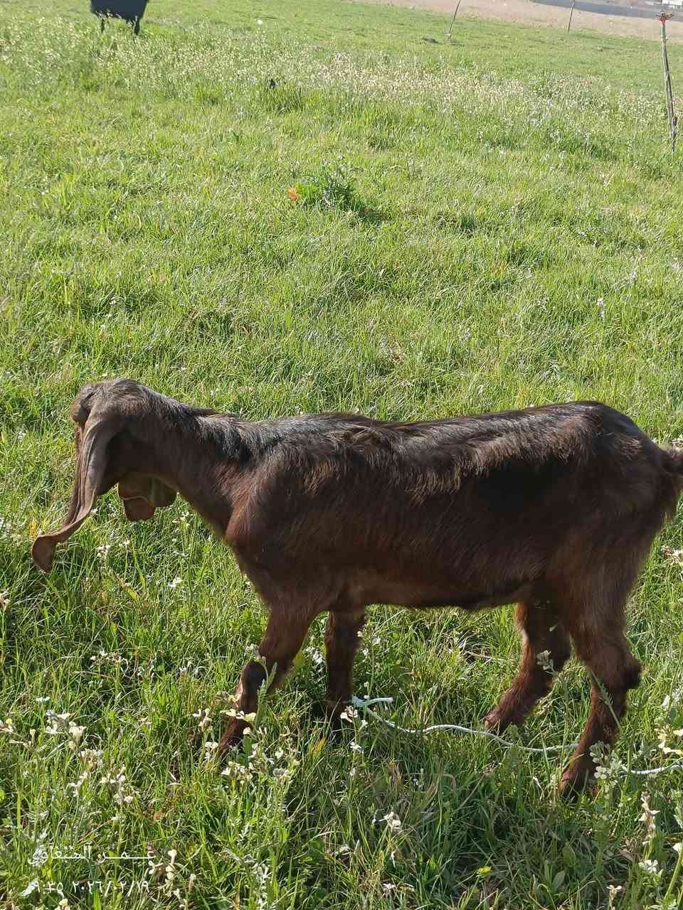 السلام عليكم عنوز العدد 4 اثنين والدات جدايا واثنين ما والدات للبيع ***********
