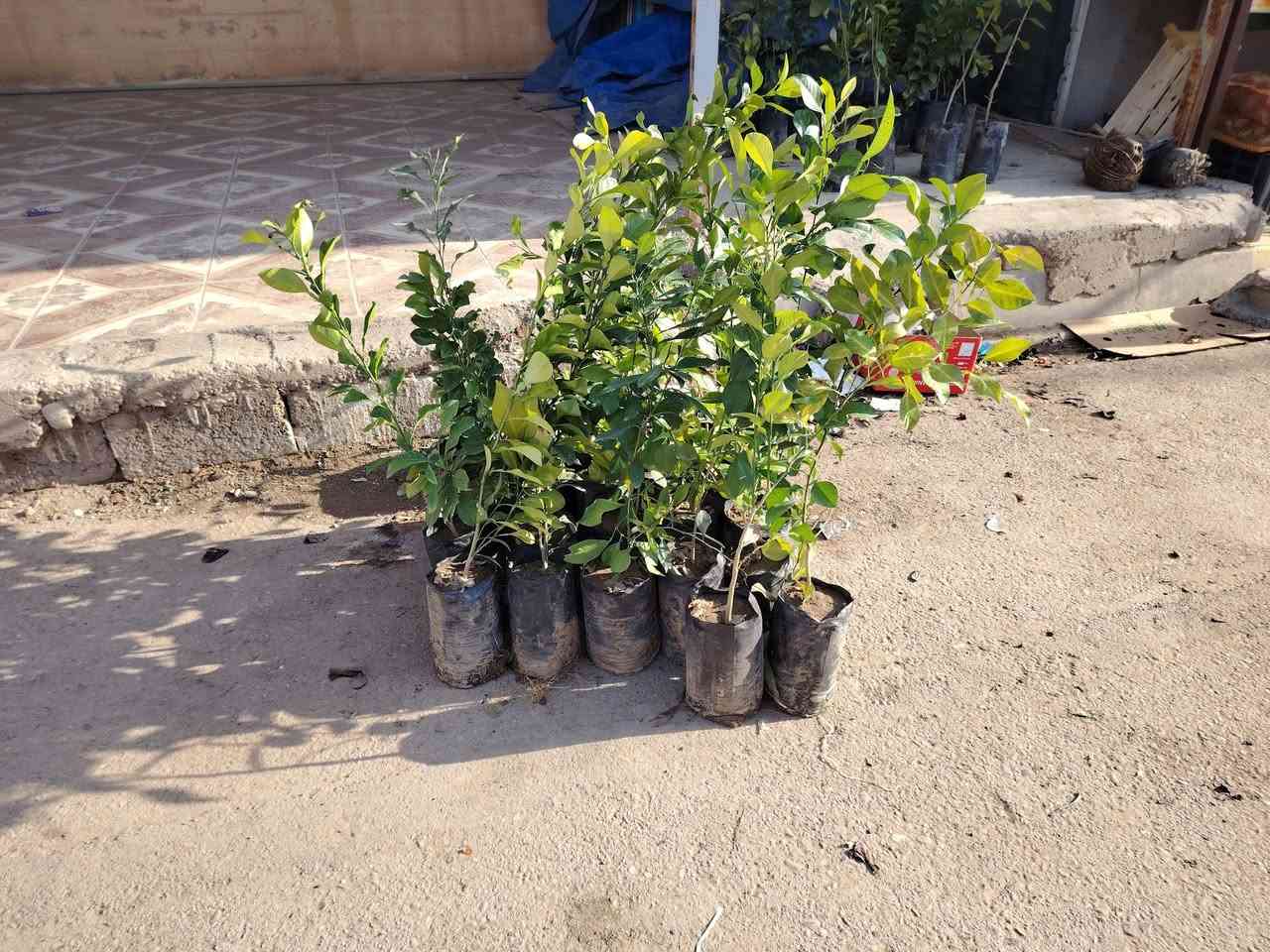 الاخوه الراغبين بزراعة الرارنج.توفر لديناشتل الرارنج كميه800شتله بسعر 1500دينار .. ***********
***********
الشتل من ٧٠ سم الى ٩٠ او اكثر
والي وصوني مسجل الوصاه بس تكمل الكميه اجيبهن وابشروا
