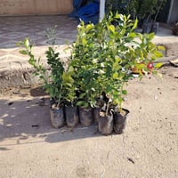 الاخوه الراغبين بزراعة الرارنج.توفر لديناشتل الرارنج كميه800شتله بسعر ...