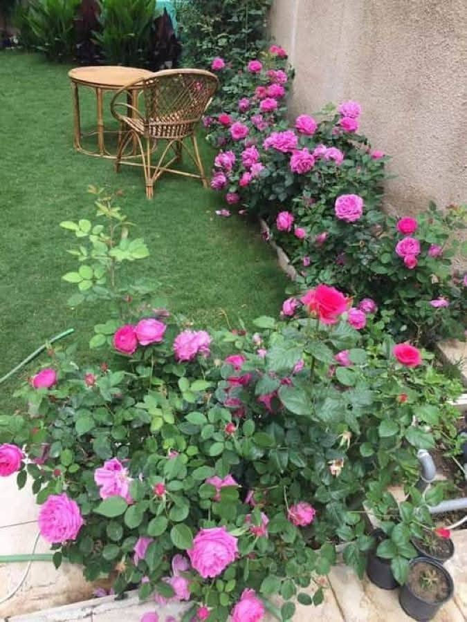 السلام عليكم ، عمل الديكورات وتصميم الحدائق
نشتغلك الحديقه من الصفر  ونخليهه واحه خضراء داخل النجف الاشرف فقط كل ماعليك تتصل *********** ... 

وعدنه عنايه تقليم الاشجار وقص الثيل وتسميد الحدائق
