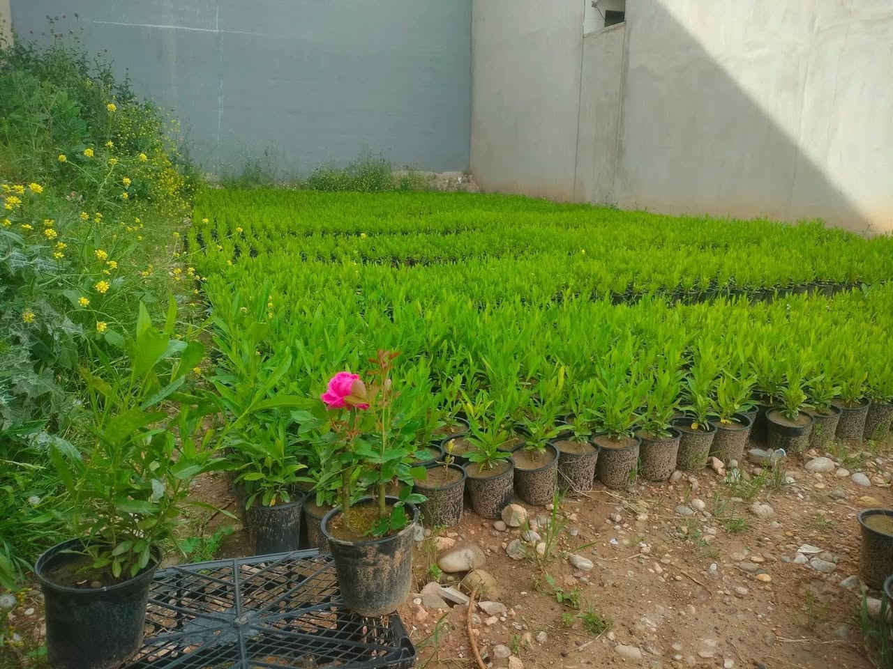 متوفر ددونيا جملة مفرد وجوري عطري فواح 🌹
يوجد أقلام متسلق قنقينة مجاني


**إذا كنت صاحب هذا الإعلان وتريد حذفه لأي سبب، رجاءا أرسل رسالة إلى الدعم الفني**
