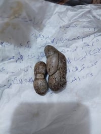 روحانيات • صلطاني • وزوعة