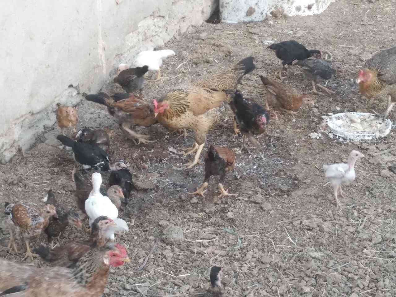 السلام عليكم طيور عرب للبيع ملقحات وكاملات العمر قسم 4اشهر وقسم 3اشهر


**إذا كنت صاحب هذا الإعلان وتريد حذفه لأي سبب، رجاءا أرسل رسالة إلى الدعم الفني**