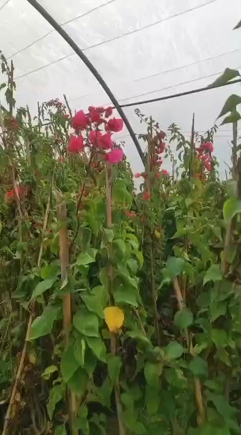 ماكو داعي نحجب الفيديو واضح كميات مفتوحه 
***********
