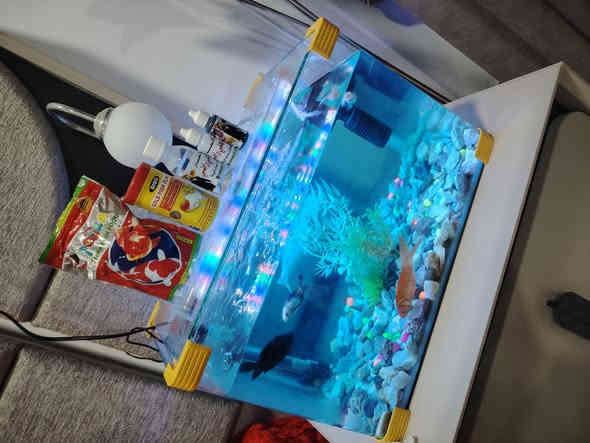 سلام عليكم
للبيع حوض كامل معه السمك
واكل وقطرات السعر ٥٠ لف
مكاني بغداد حي العامل
اتصال على هذا الرقم ***********
