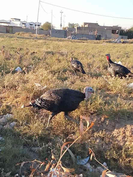 السلام عليكم.  مكلف بلنشر
متاح بصرة للبيع ست ديوك ‏
‪***********‬‏

