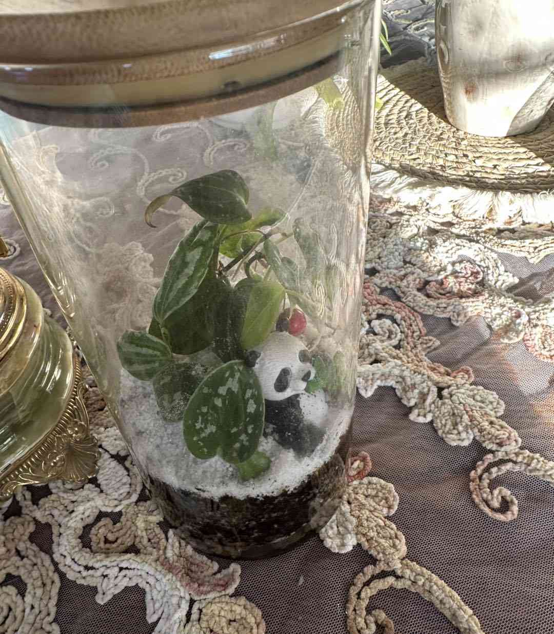 لمحبي القطع المميزة والنادرة
تيراريوم انيق تحفة من الطبيعة لاتحتاج اي عناية فقط اضاءة جيدة 
🚚 متوفر توصيل فقط 
#Jouriyyah_plants #هداياالعيد #نباتات #هدايا #plantlover #استشارات #ديكور # موصل


**إذا كنت صاحب هذا الإعلان وتريد حذفه لأي سبب، رجاءا أرسل رسالة إلى الدعم الفني**