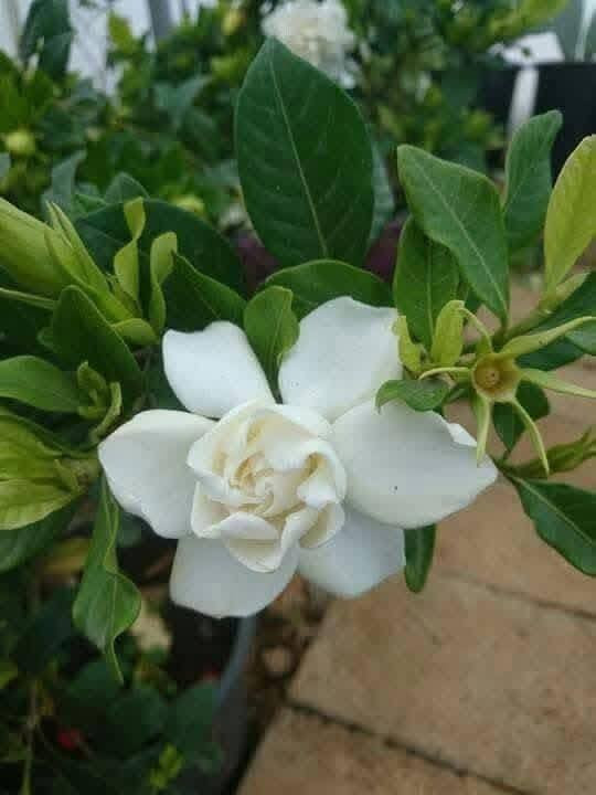 وصلت مجموعه كبيره وجميله من النباتات الخارجيه 
لطلب والاستفسار مراسلة الصفحه يوجد خدمة توصيل خانقين جلولاء سعديه


**إذا كنت صاحب هذا الإعلان وتريد حذفه لأي سبب، رجاءا أرسل رسالة إلى الدعم الفني**