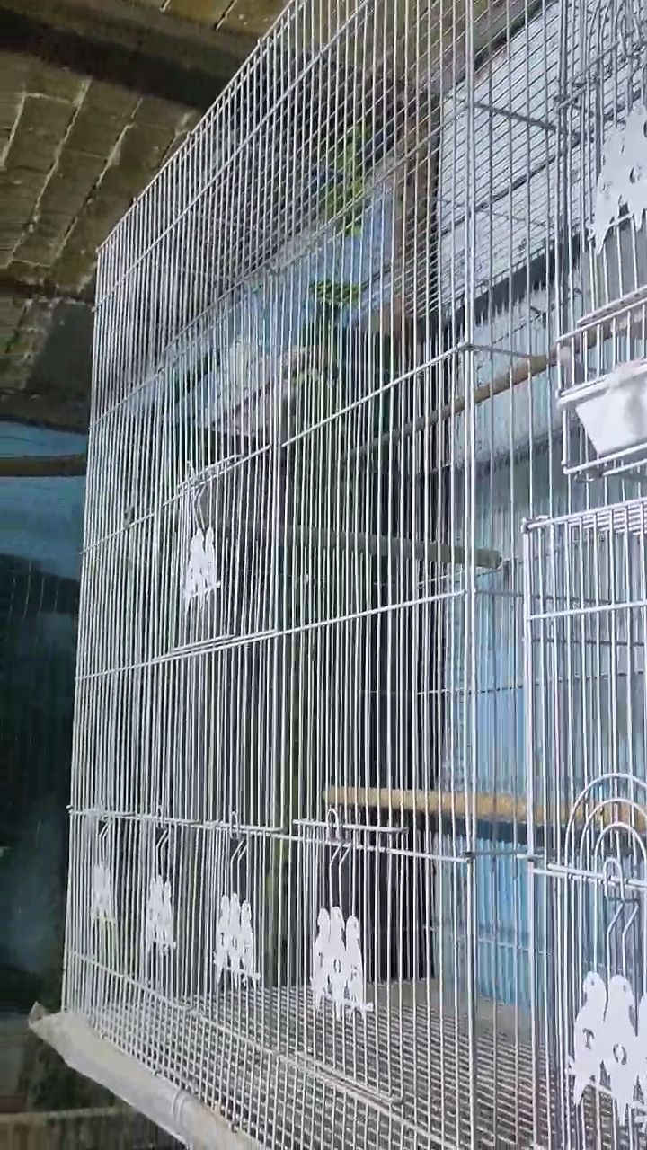 قفص ابو الطير الحجم الكبير نظيف كلش مراوس بدجاجتين المكان الطار


**إذا كنت صاحب هذا الإعلان وتريد حذفه لأي سبب، رجاءا أرسل رسالة إلى الدعم الفني**