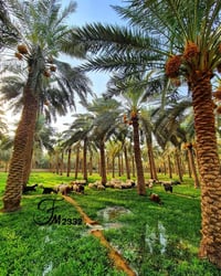 تتوفر لدينا بمختلف مناطق بغداد وضواحيها عقارات سكنية وأراضي زراعية وبم...