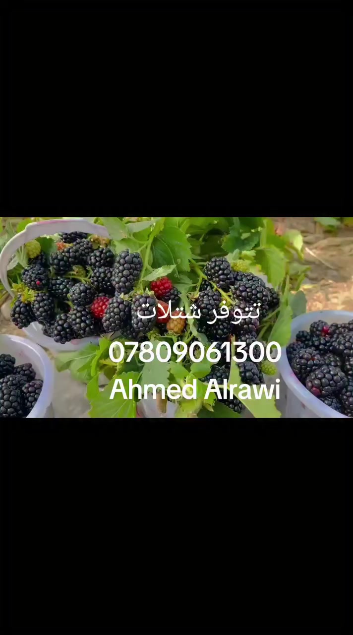 بسم الله الرحمن الرحيم 
تتوفر شتلات من توت البلاك بيري الايطالي الذي يمتاز بغزارة الإنتاج وخلوه من الأشواك 
سعر المفرد 5 الاف 
للطلب *********** واتساب 
سليمانية .يوجد توصيل لجميع المحافظات

