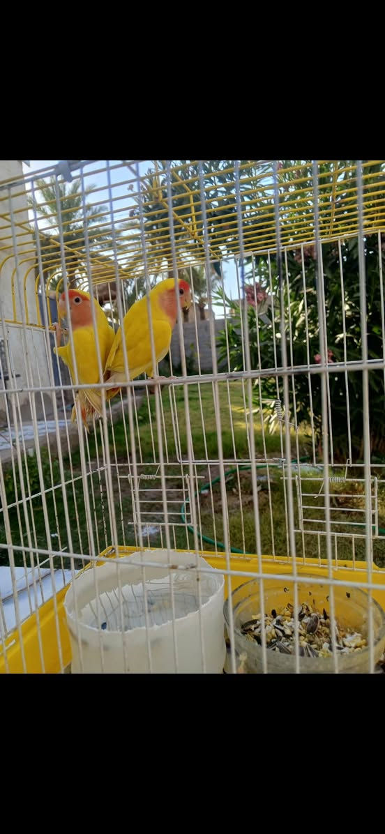 طيور  زينه البيع 50 بيهن مجال


**إذا كنت صاحب هذا الإعلان وتريد حذفه لأي سبب، رجاءا أرسل رسالة إلى الدعم الفني**