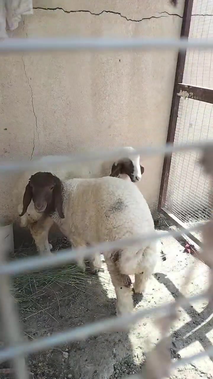 سلام عليكم عندي  طليان نثايه  ثنين البييع. قفلهن 550
***********.    ***********
