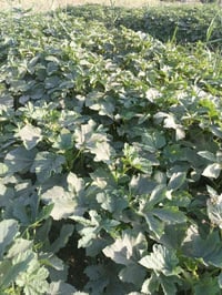 يوجد بذور بابنيه درجه وله لكل محافظات العراق 07801501447