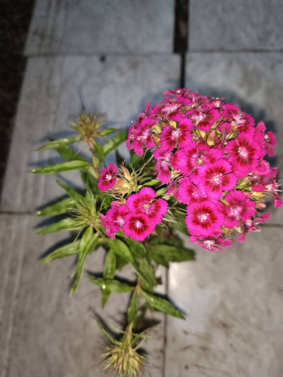 السلام عليكم زبائنه الكرام وصول وجبه من الورد وبعض النبتات✨ الضليه🌷🪴🌲🎄🌿☘️🌵🎍🌳🌴
الورد 1000 
اللبلاب 7000
السجاد 1500
مطاط صغير 5000
عصه موسى صغير 1500
عصى موسى كبير 3000
بيبي روز 2500
عصاري 5000
سبرسج ناعم طولها متر او نص 20000


**إذا كنت صاحب هذا الإعلان وتريد حذفه لأي سبب، رجاءا أرسل رسالة إلى الدعم الفني**