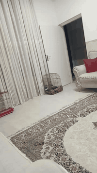 سڵاو ئەو دوو بلبلە جوانەمان هەیە بۆ فرۆشتن جالسێک و کێویەک  هەر یەکەو ...