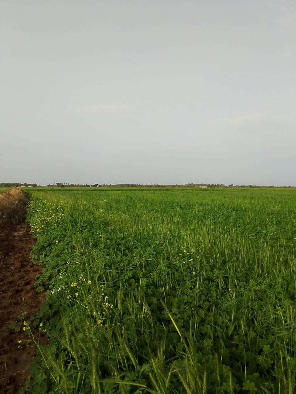 السلام عليكم ورحمة الله وبركاته يوجد ضمانه برسيم وحنطه 17 دوونم الدونم ب ٧٥ وبيه مجاال الاستفسار اتصل *********** ***********
