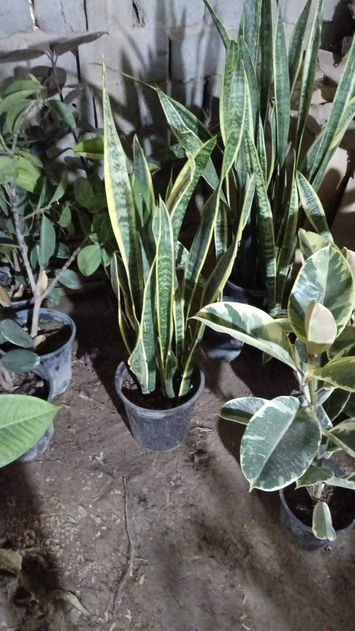 متابعه للحساب علمود يوصلك كلشي جديد🌷💐

السنة الجديدة داخلة على نبات جلد النمر 🌱
أكثر نبات محبوب ومطلوب تدرون ليش 🙃

✨طاقته حلوة بالبيت🌷💐

✨ ينصح به علماء البيئة لتقليل التلوث بجو البيت ويعطي اوكسجين كمية كبيرة 💐🌷

✨ينصح به اهل المعرفة بالنباتات لكونه اقوى نبات يتحمل الظروف مايحتاج عناية كثيرة 💐🌷

✨يحبه الجميع لسعره المناسب ولسرعة نموه وتكاثره 💐

متوفر بمشتل ورد الصباح💐
متوفر قزمي وكذالك متوفر الكبير وكثيف
توصيل متوفر لكل مناطق بابل 🌷💐
عنوانه بابل طريق حمزه شوملي قرب فرع الزبار 
#نبات_جلد_النمر
#نبات_السانسفيريا
#نباتات_ظلية 
***********
