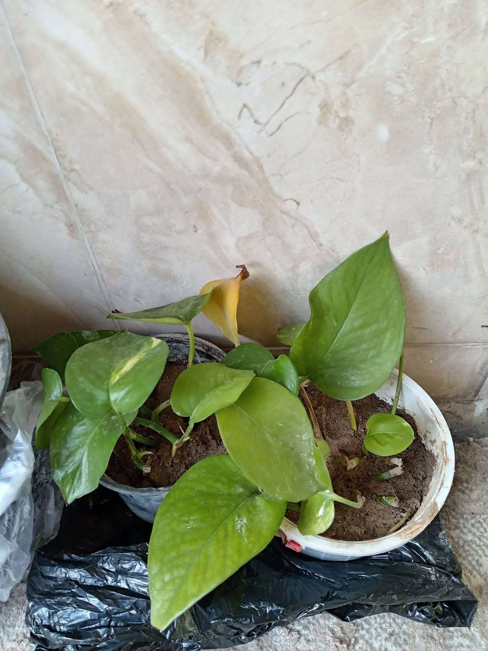 ئەم نازدارانە بۆ فرۆشتن


**إذا كنت صاحب هذا الإعلان وتريد حذفه لأي سبب، رجاءا أرسل رسالة إلى الدعم الفني**