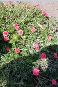 ورد الصباح العراقي • السندانه • توصيل