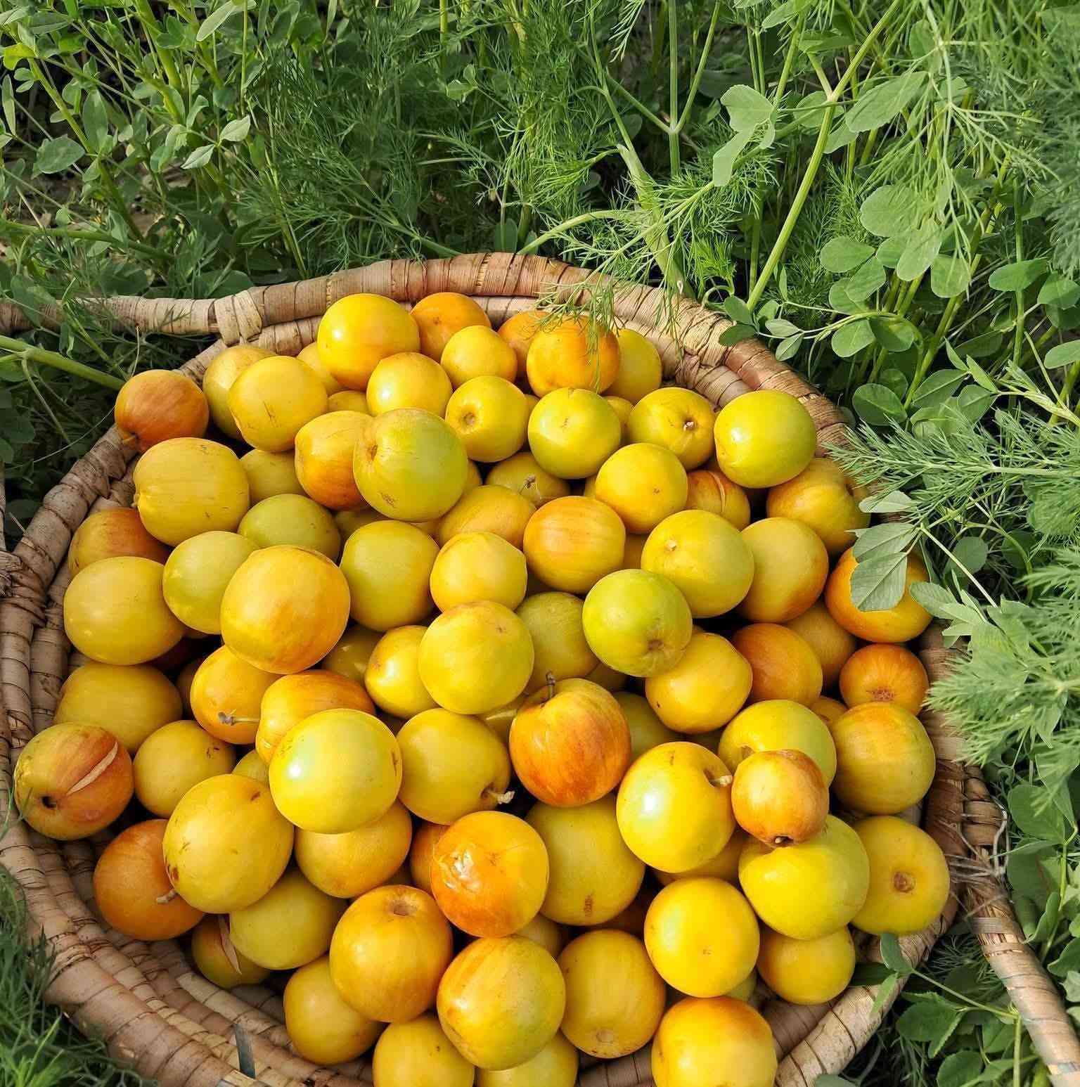 كادر تطعيم أشجار سدر ( النبك )داخل قضاء المقدادية سعر تطعيم شجرة واحدة 15 الف و الذي لديه أكثر من شجرة بيها مجال  ، و إلي ما يتمكن يدفع نسويها لوجه الله تعالى و هذه الأصناف الموجودة و غيرها اذا انت توفر صنف انت تريده هم ماكو اشكال .
..
مراسلة الصفحة


**إذا كنت صاحب هذا الإعلان وتريد حذفه لأي سبب، رجاءا أرسل رسالة إلى الدعم الفني**