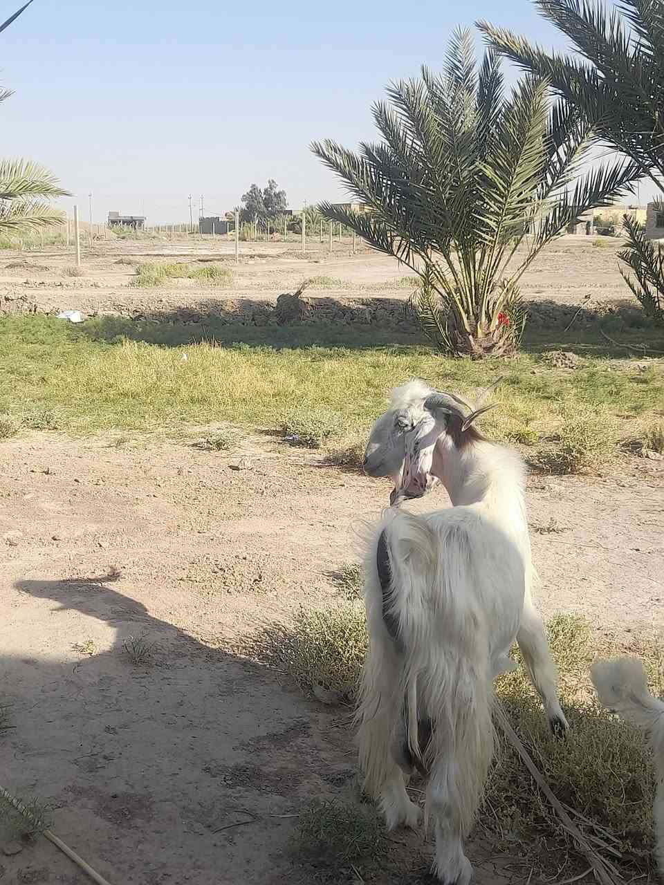 للبيع تيس عمره سنه توه مبدل سنين
يرهم كصابه ويرهم فحل شرط الفحوليه 
سعره ٢٧٠ وبي مجال ***********مكان سماوه قضاء الهلال
