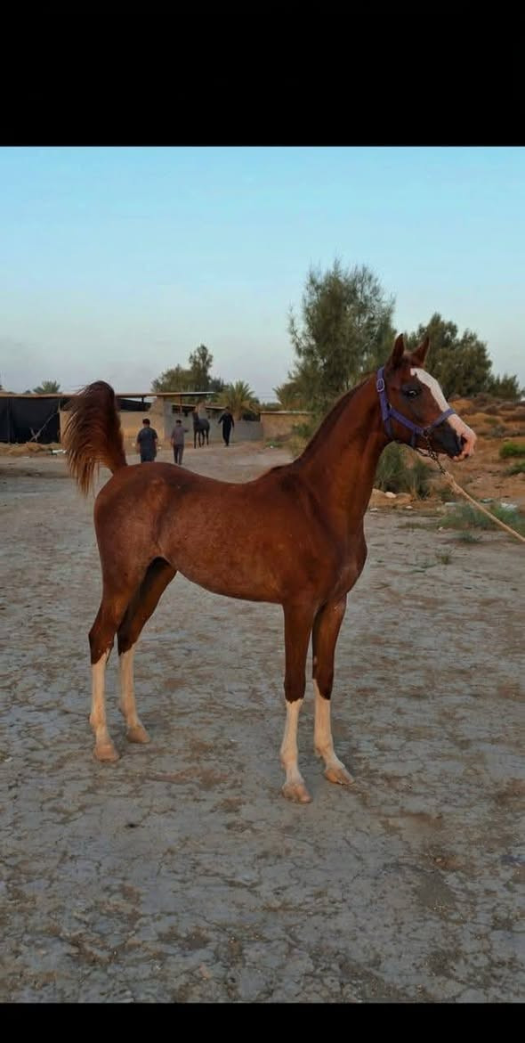 مهره اهوازيه بيه كتاب مكان ديالى قضاء مندلي ***********
