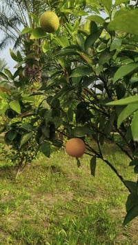 أبي غريب • حميد شعبان الوسطاني • دونم طابو زراعي