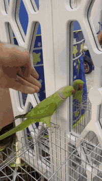 ياالله سلام عليكم  فحل دره اليف ومتكلم مكاني كاظمية  للاستفسار ٠٧٧٥٢٦١...